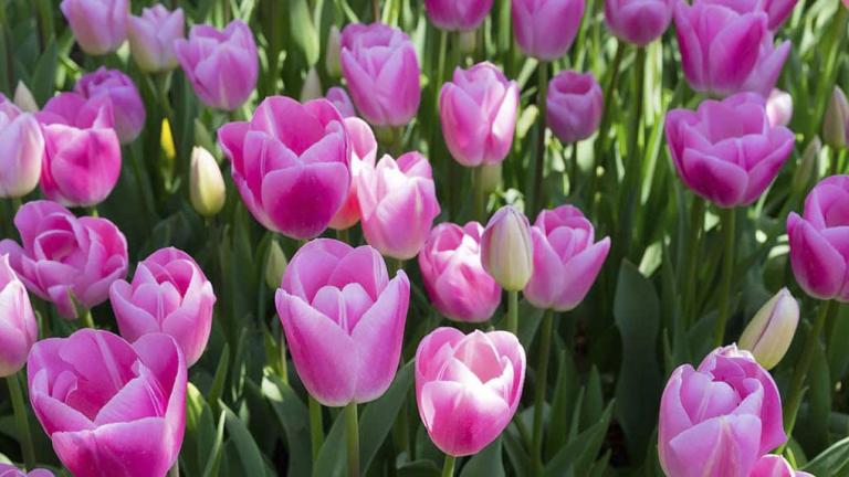Spuittechniek in tulp