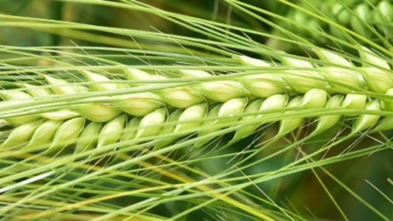 HYVIDO SY SCOOP hybride gerstras Syngenta