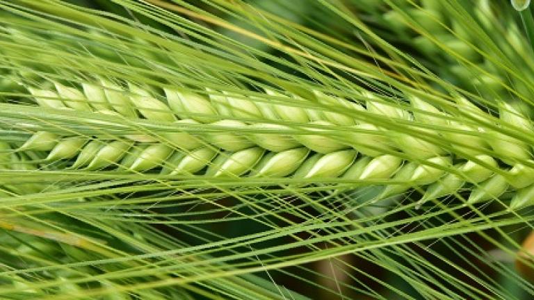 SY Galileoo is de meest productieve hybride wintergerst in Europa Syngenta-ras