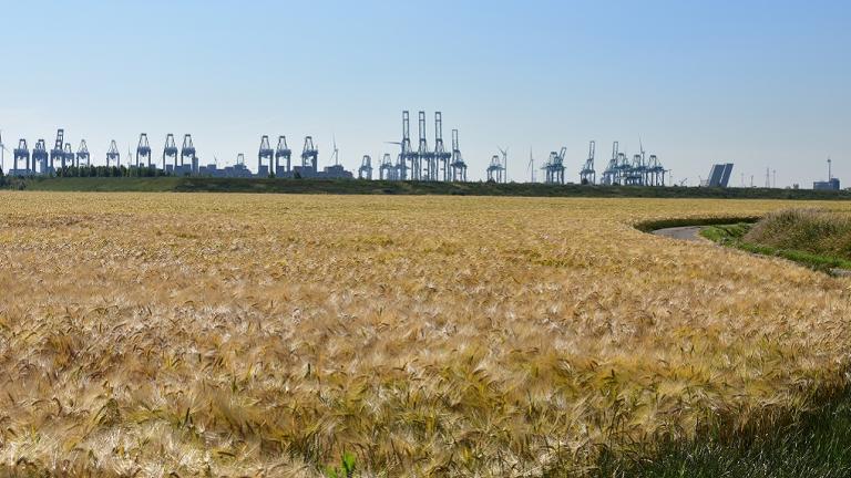 De opbrengst van hybride wintergerst is gewoon beter dan bij gewone gerst, en dat elk jaar opnieuw. En met de betere graanprijzen tellen de extra kilo’s nog harder door in vergelijking met een gewone gerst