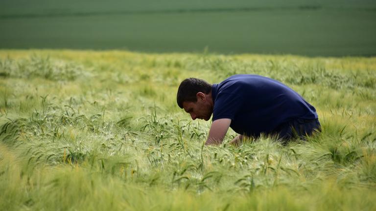 In de HYVIDO Hybride gerstrassenproeven vertaalt zich dat in een bewezen opbrengstvoorsprong van 5 % (zowat 600 kg per hectare). 