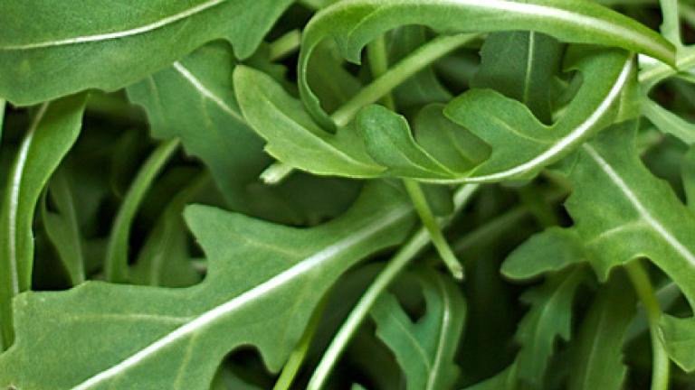 Rucola