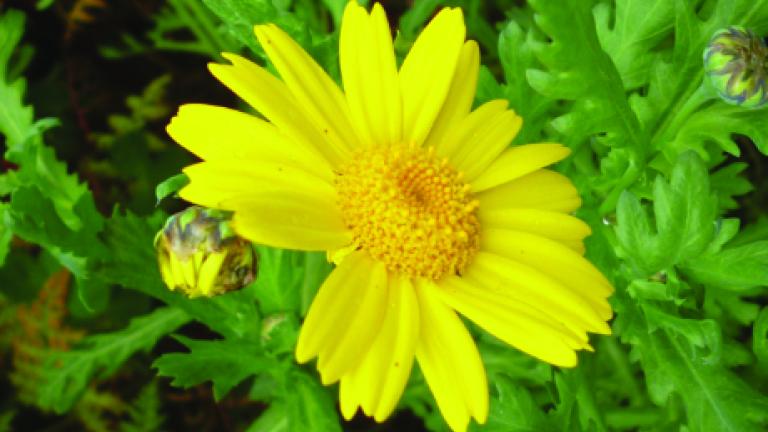 Marigold