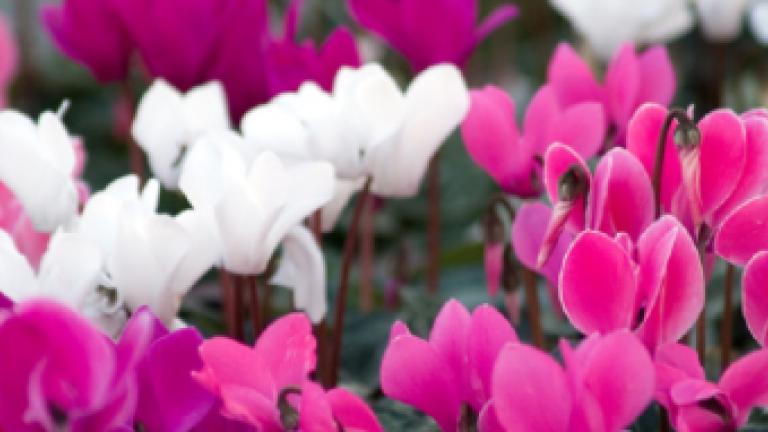 Cyclamen potplanten
