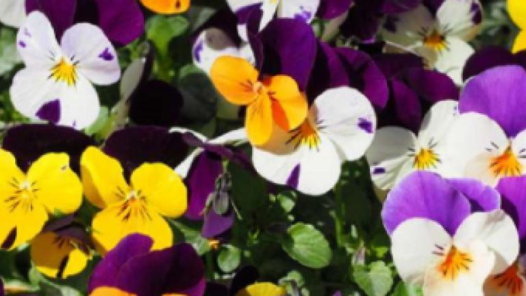 Viooltjes perkplanten