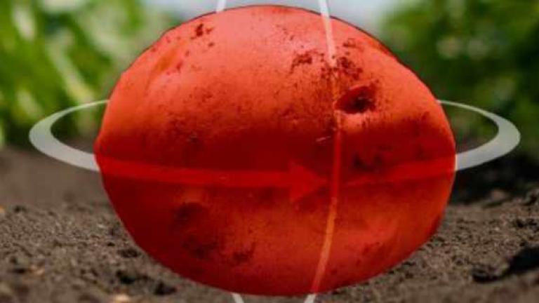 Knolbehandeling in Rhizoctonia: Advies