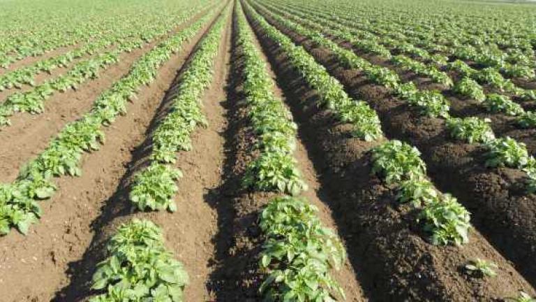 Knolbehandeling in Rhizoctonia: werking