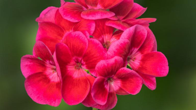 Syngenta Flowers