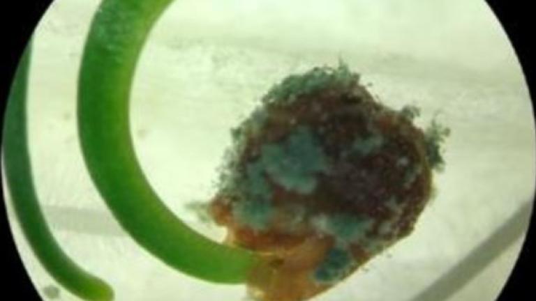 BioControl
