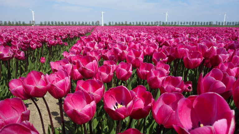 Tulpenveld
