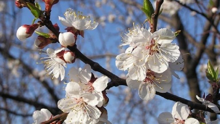 750x480_bnl_perenbloesem_halverwege_april.jpg