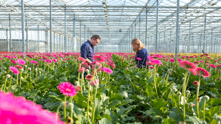 Gerbera in kas