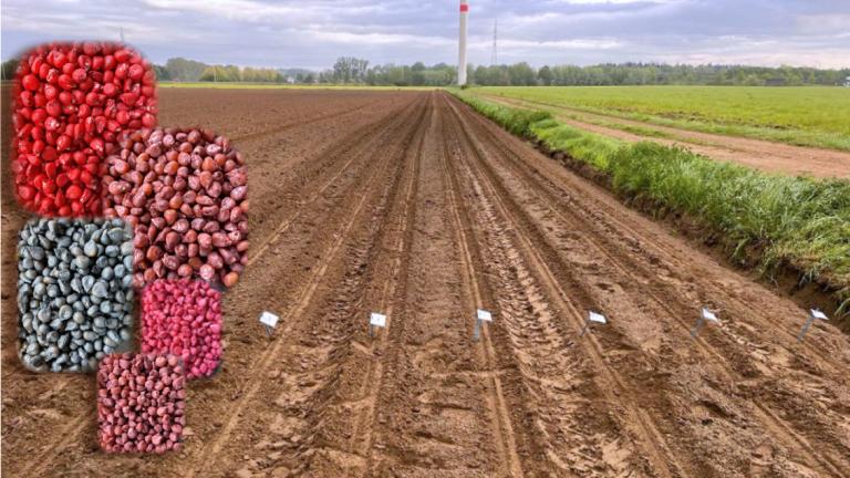 Syngenta Seeds onderzoekt nieuwe zaadbehandelingen voor vogelafweer in maïs. Korit mag waarschijnlijk in 2024 voor het laatst gebruikt worden
