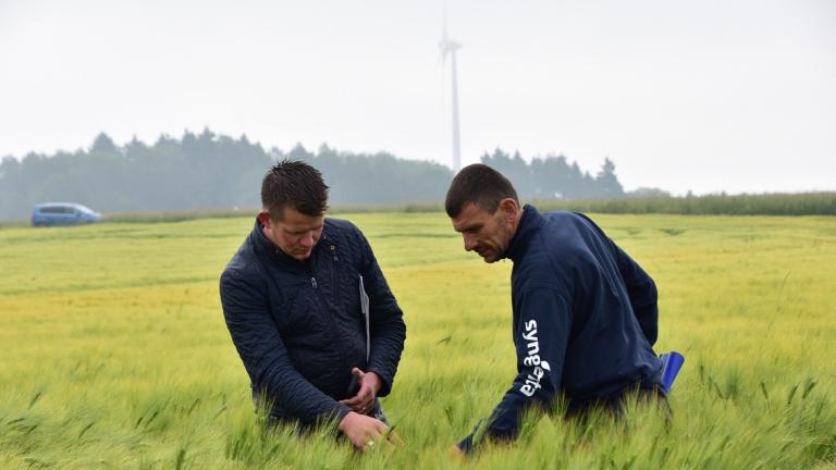 Profiteren van je vanggewas? Syngenta introduceert BYDV tolerante hybride gerstrassen in Nederland