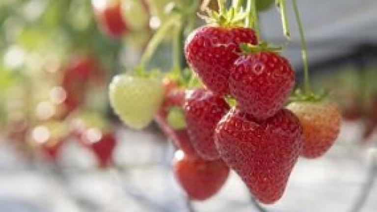 285x214_BNL_PCH Aardbeien