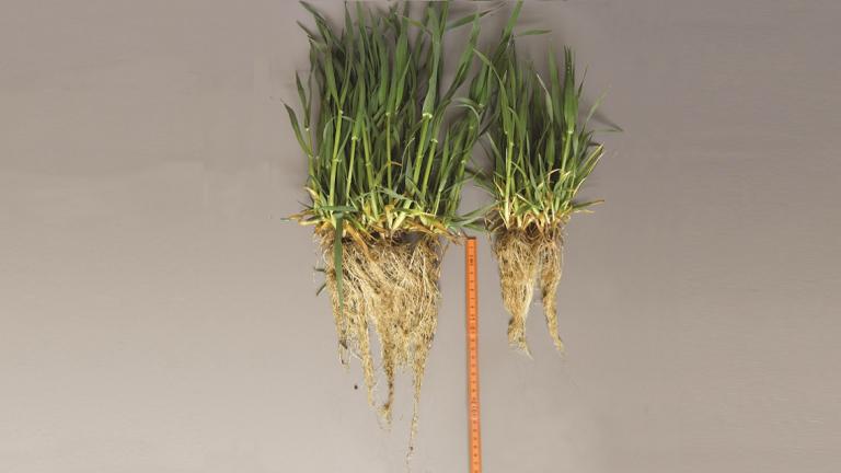 HYVIDO Hybride gerst Betere absorptie en optimaal gebruik beschikbaar vocht door o.a. groter wortelgestel Bij droogtestress wordt het procentuele opbrengstverschil tussen HYVIDO en gewone gerst nog groter