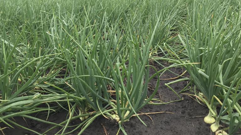 1132x637_bnl_onion