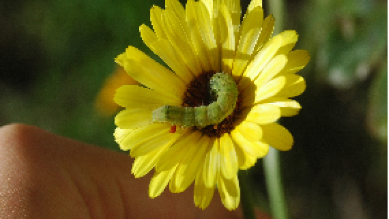 Gerbera met rups
