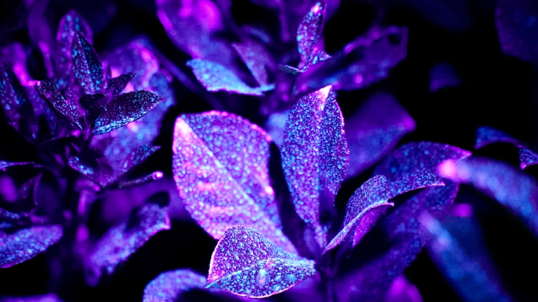 1132x637 blacklight prunus