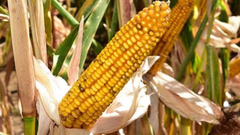 Benco: Vroeg, Verteerbaar, Volle silo’s  met mais. Perfecte combinatie opbrengst en kwaliteit