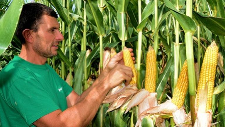 SY Arax is een middenvroege snijmais met heel erg veel zetmeel ,  droogtetolerant, dubbeldoel ook geschikt voor ccm/mks