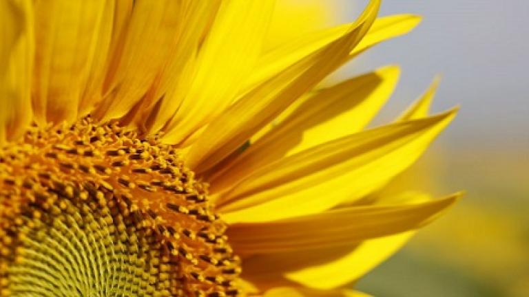 SY Arco zonnebloemen zijn uitstekend geschikt voor uitzaai in de Benelux