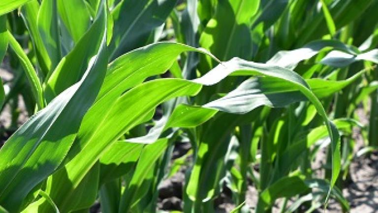 Syngenta heeft een groot aantal (bio)maisrassen, geschikt voor elk rantsoen