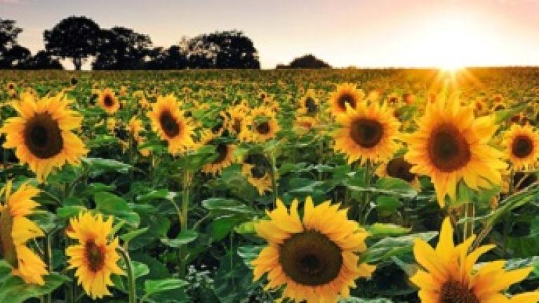 Maak kennis met onze zonnebloemzaden die speciaal gestest zijn voor uitzaai in Nederland