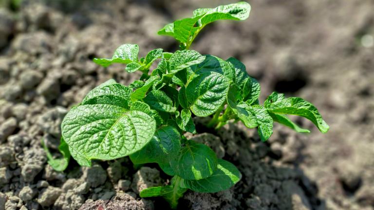 1132x637_bnl_aardappelplant.jpg