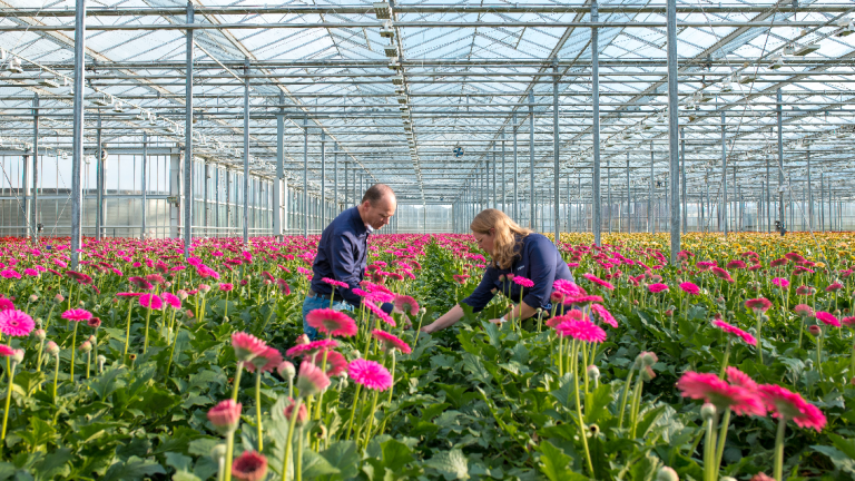 1132x637 Gerbera kas