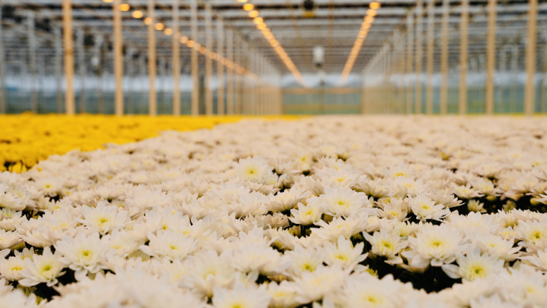 1132x637 Chrysant