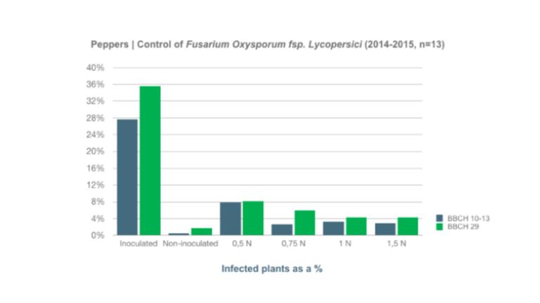 Peppers | Control of Fusarium Oxysporum fsp. LycopersiciThe tests revealed the efficacy to be optimal at a dose of 100 ml/100 kg seeds (labelled dose).Underdosing led to more disease, overdosing did not improve results