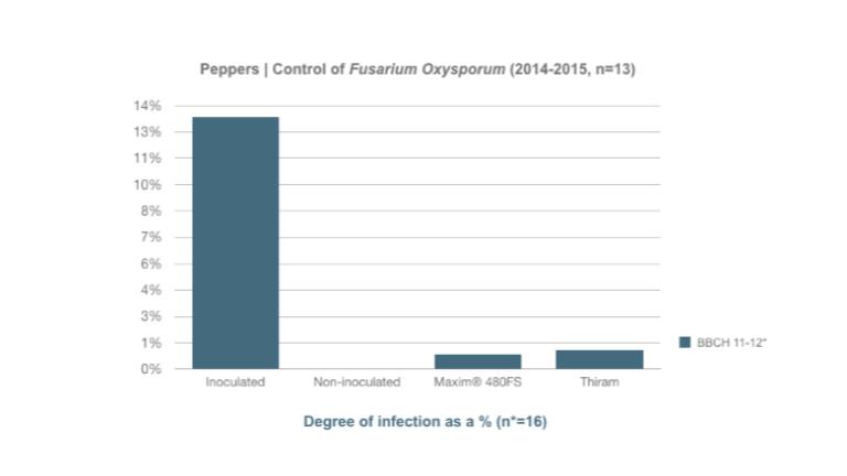Efficacy of Maxim® 480FS compared with the standard Thiram treatmentThe study revealed that Maxim® 480 FS resulted in fewer infected plants than the standard Thiram treatment. The degree of infection was also reduced.