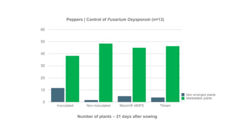 Control of Fusarium OxysporumIn the test, we compared the emergence and plant weight of seeds treated with Maxim® 480FS and the standard Thiram. The results for Maxim® 480FS were more or less equivalent to those for the standard Thiram. 