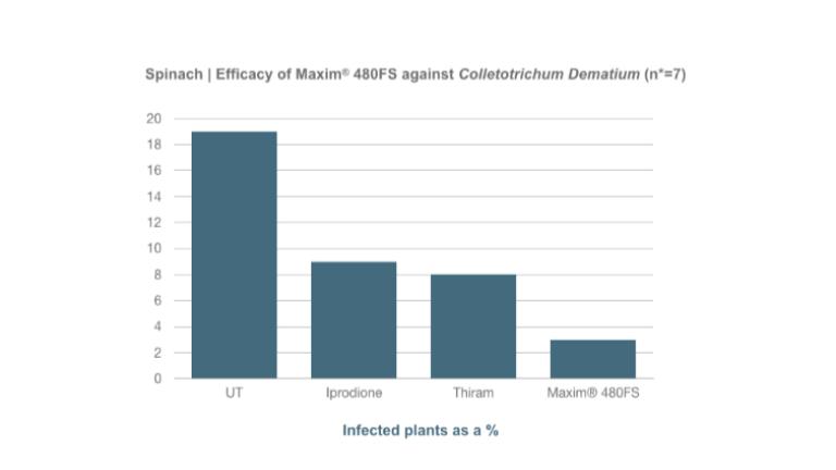 Spinach | Efficacy of Maxim® 480FS against Collectotrichum DematiumThe tests compared the efficacy of Maxim® 480FS against Colletotrichum Dematium with no treatment at all and the standard Iprodione and Thiram treatment. The efficacy was measured as a percentage of infected plants. Maxim® 480FS proved more effective against Colletotrichum Dematium than the Iprodione and Thiram treatments.