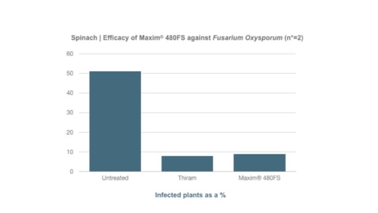 Spinach | Efficacy of Maxim® 480FS against Fusarium OxysporumThe tests compared the efficacy of Maxim® 480FS against Fusarium Oxysporum with no treatment at all and the standard Thiram treatment. The efficacy was measured as a percentage of infected plants. Where infection levels were high, Maxim® 480FS proved equally effective as Thiram at a dose of 48 grams per 100 kg seeds.