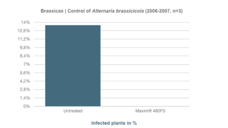 Control of Leptosphaeria maculansResearch has shown that threating brassicas with Maxim® 480FS provided better control of Alternaria and Leptosphaeria than the standard.