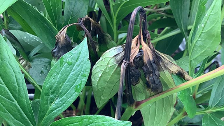 Phytophthora teaser