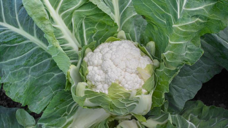 Bloemkool