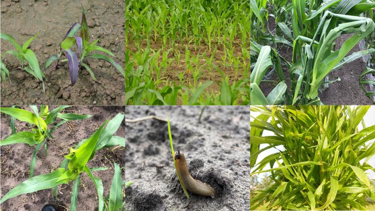 Vogelvraat en ritnaaldenschade zien we elk jaar. Door de tragere opkomst en ontwikkeling hebben de ritnaalden wel meer kans gezien om maïsplantjes aan te vallen.  Opmerkelijk dit jaar was de slakkenschade op sommige percelen. 