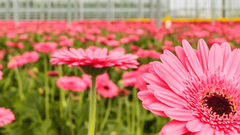 Gerbera schimmelbestrijding