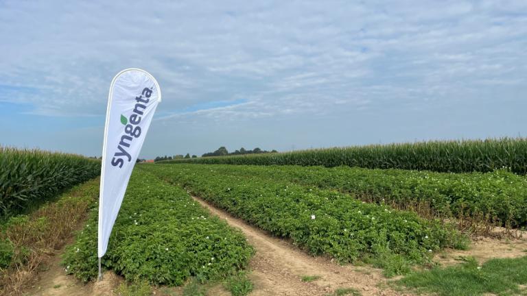 Werking Pergovi packs phytophthora
