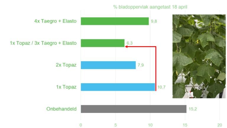 TAEGRO tegen echte meeldauw in komkommerDeze proef in het World Horti Center 2023 toont ook de effectieve bestrijding van echte meeldauw door TAEGRO in een geïntegreerd schema. Door eerst schoon te beginnen met een chemische bespuiting kan TAEGRO daarna perfect het schema aanvullen.