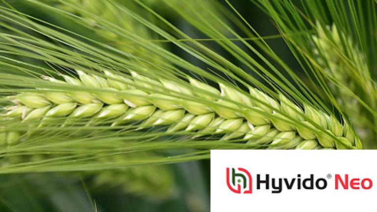 SY Zoomba is de eerste BYDV resistente HYVIDO hybride gerst