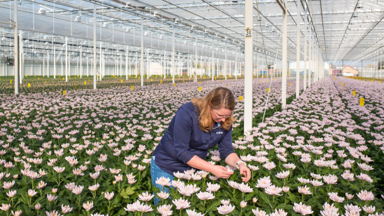 1132x637 Chrysant_Caroline