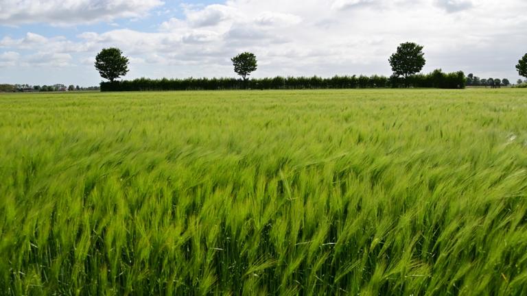 Hybride wintergerst met een unieke BYDV resistentie en meeropbrengst