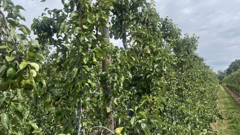 Fruit nieuwsbrief 2025 003