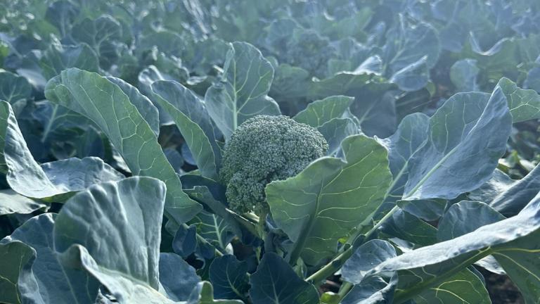 1132x637_bnl_bloemkool_broccoli_nieuws.jpg