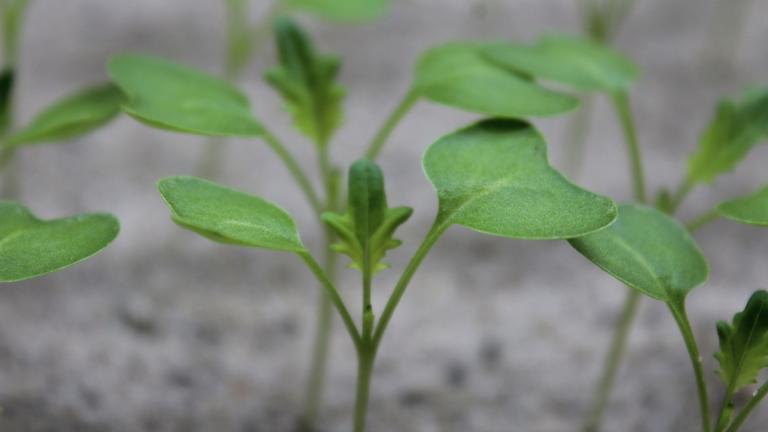 Brassica zaailingen