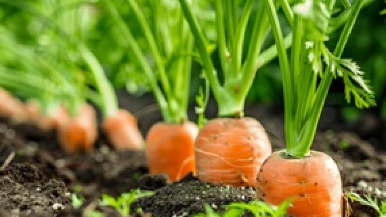 285x214_bnl_wortelen_in_de_volle_grond.jpg